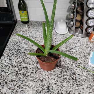 Aloe vera plant in Houston, Texas