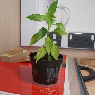 Bell Pepper plant in Loughborough, England