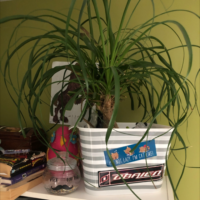 Ponytail Palm plant photo by @Roo12345 named Fernie Mercury on Greg, the plant care app.