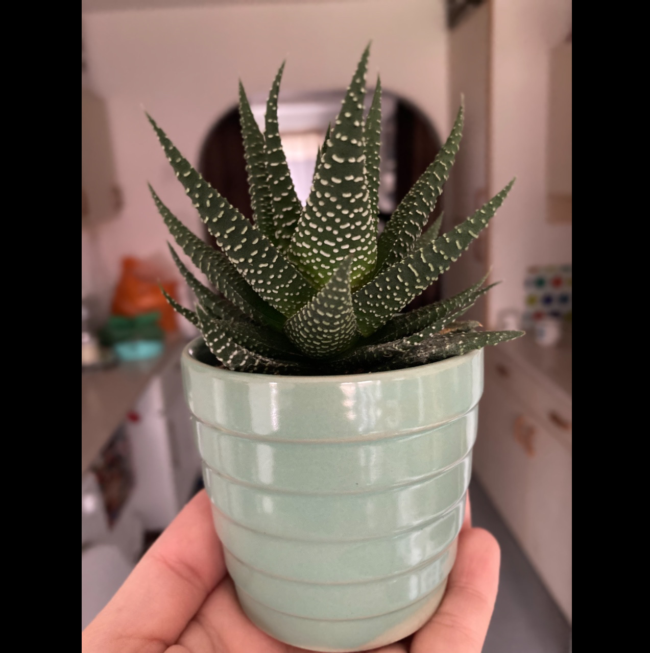 Zebra Plant plant photo by @SuperRedvein named Spike on Greg, the plant care app.