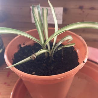 Spider Plant plant in Oxford, England