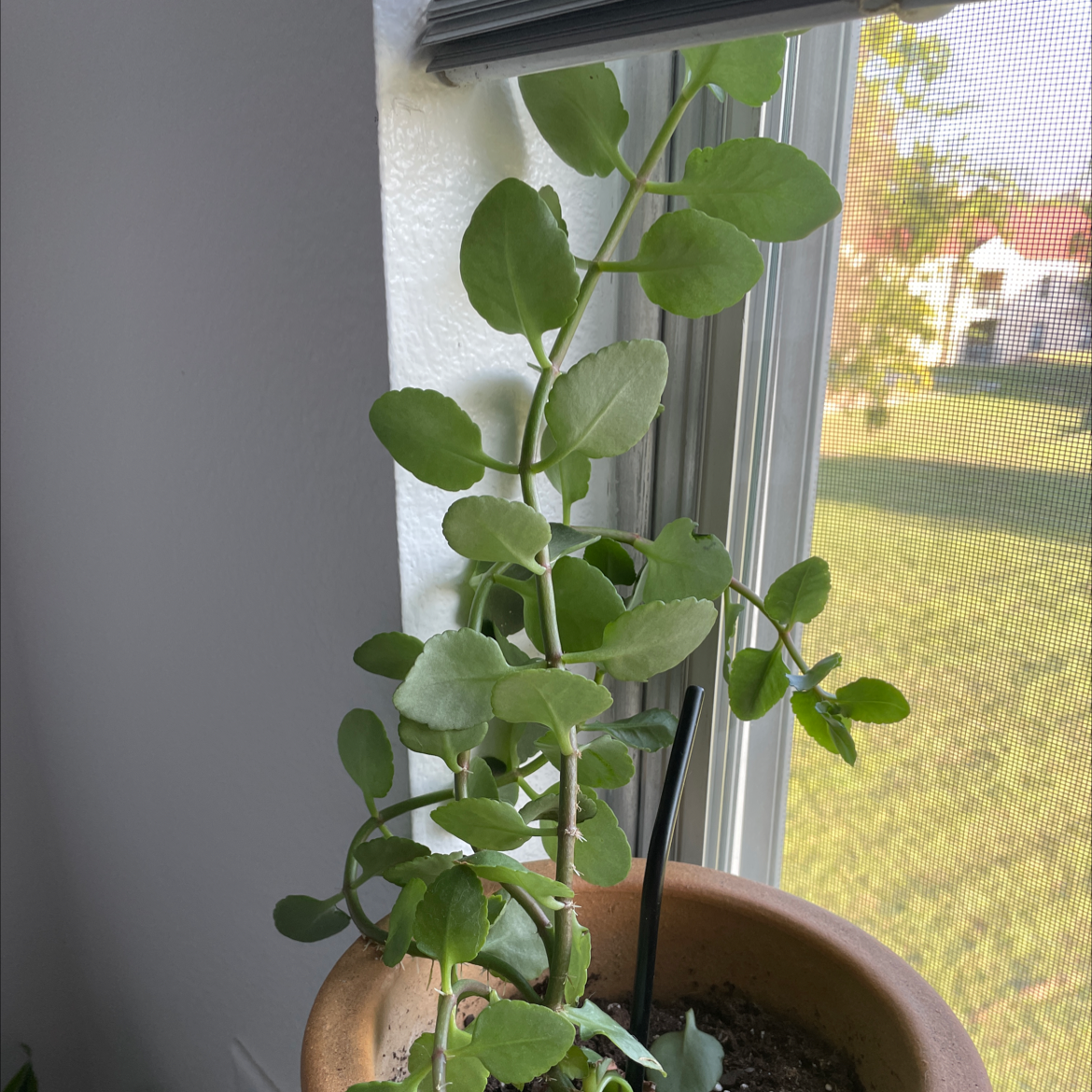Healthy green Kalanchoe plant with round succulent leaves growing in a small pot on a sunny windowsill with fall foliage outside.