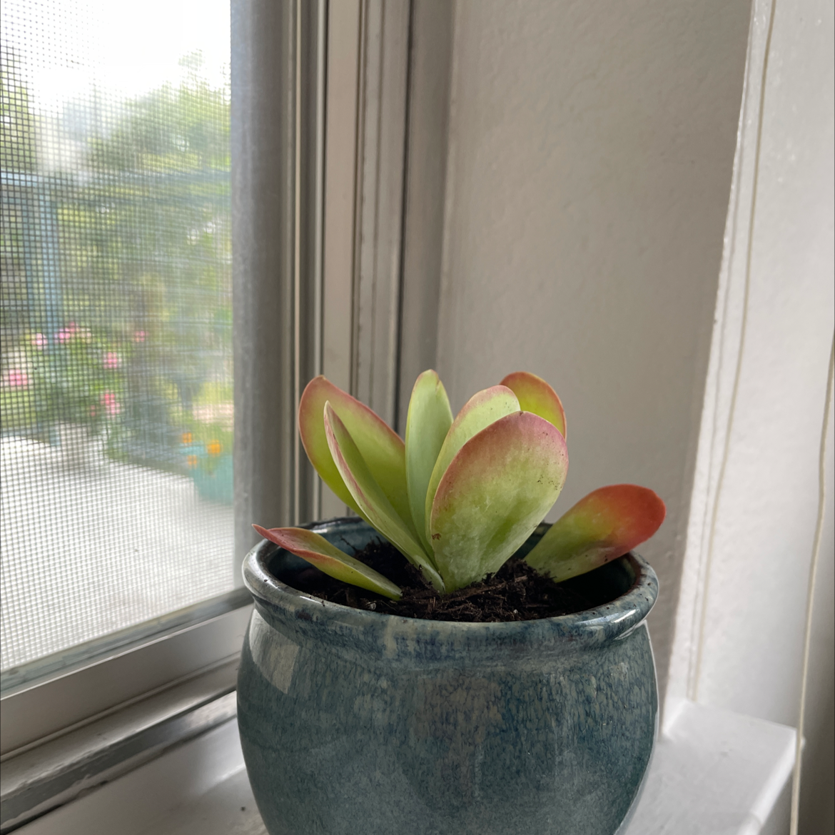 Flapjacks plant (Kalanchoe thyrsiflora) in a blue pot on a windowsill with vibrant green and red-tinted leaves.