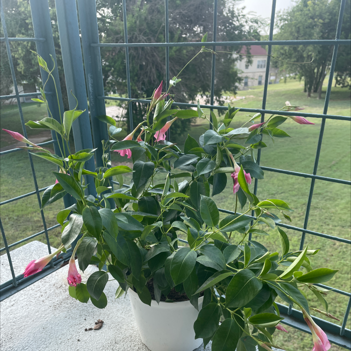Potted Brazilian Jasmine plant with pink flowers and green leaves on a balcony.