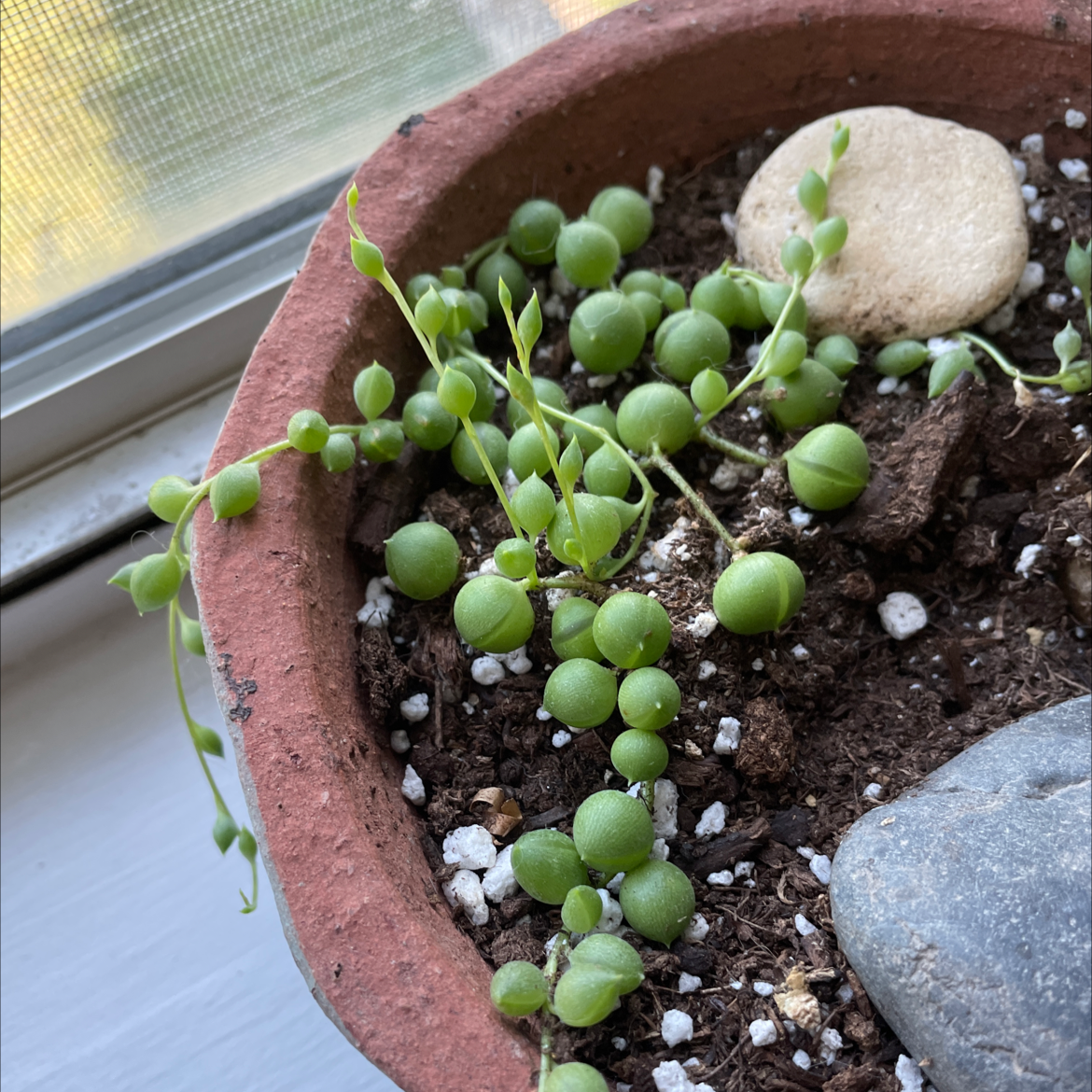 String of Pearls plant in a pot with visible soil and healthy green leaves.
