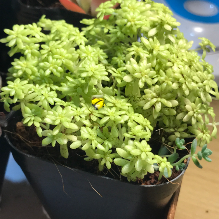 Potted Spanish Stonecrop plant with small, succulent leaves, partially visible soil.