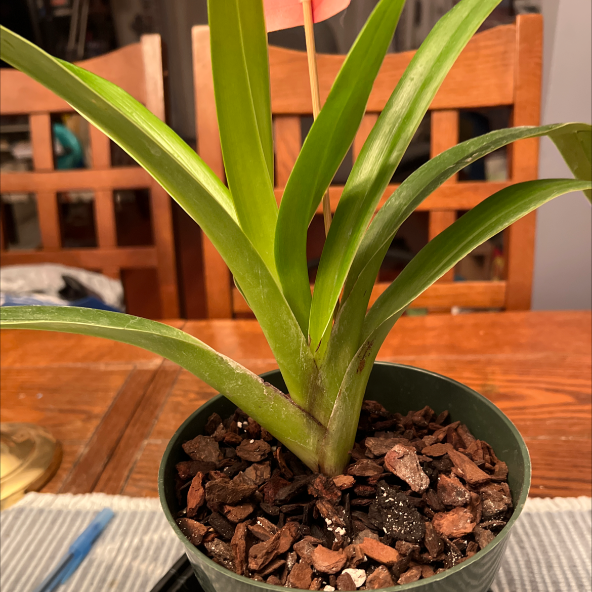 Photo of the plant species Ruby Slipper Orchid by @Bean named Dorothy on Greg, the plant care app