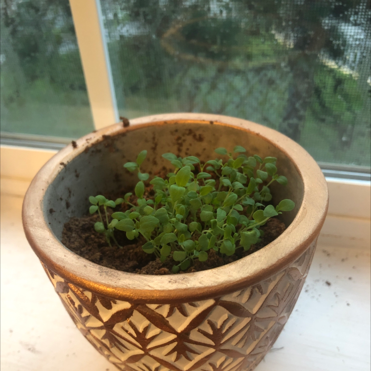 Healthy potted common thyme plant in a decorative ceramic pot sitting on a window sill with trees visible outside.