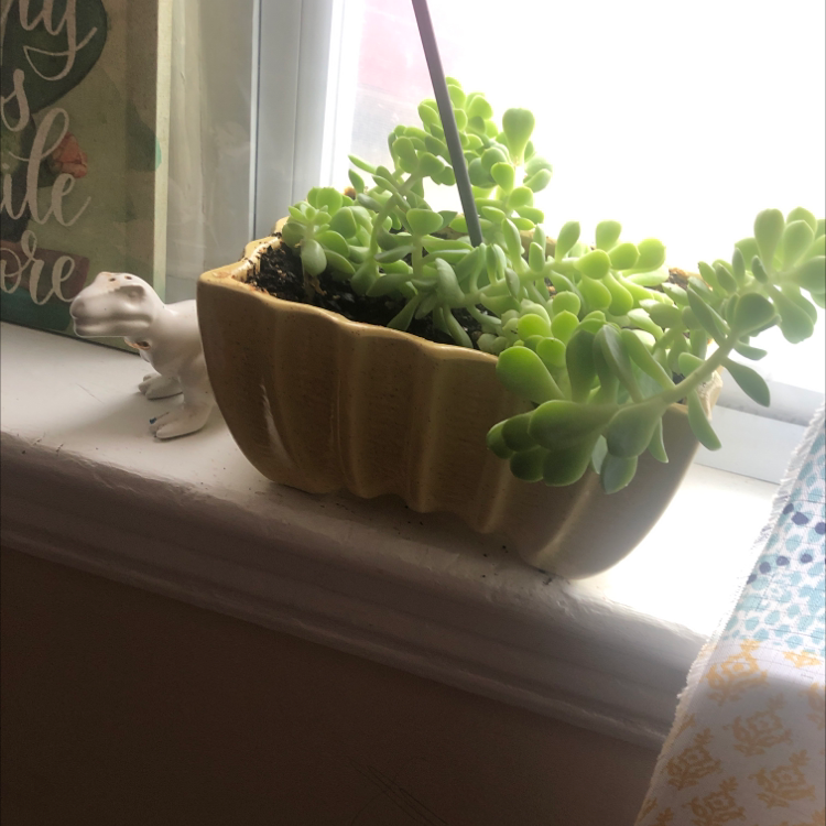 Sedum treleasei plant in a yellow pot on a windowsill, appearing healthy.