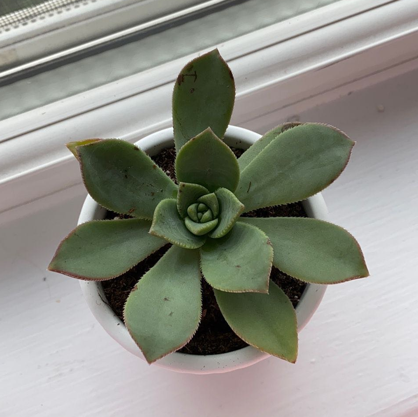 Haworth's Aeonium succulent in a white pot on a windowsill.
