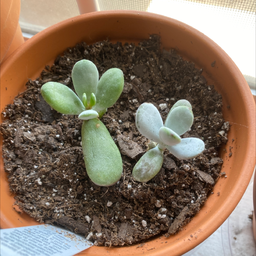 Two small Cliff Cotyledon plants in a terracotta pot with visible soil.
