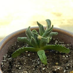 Tiger's Jaw plant