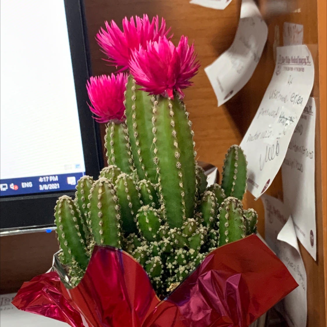 Hedge Cactus with vibrant pink flowers, well-framed and in focus.