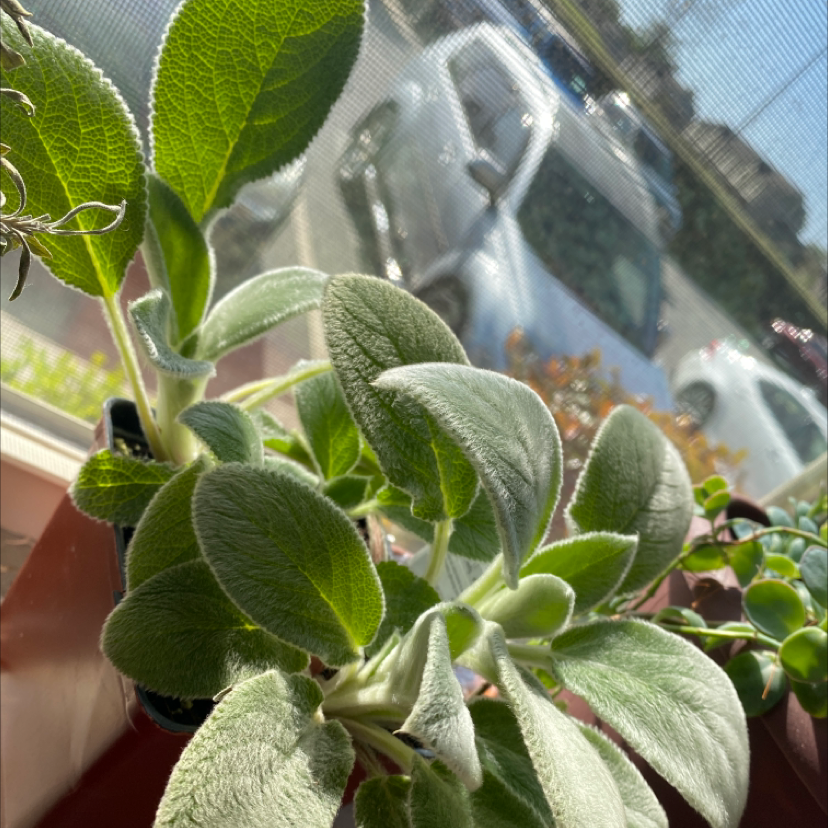 Lamb's Ear plant with fuzzy green leaves near a window with sunlight.