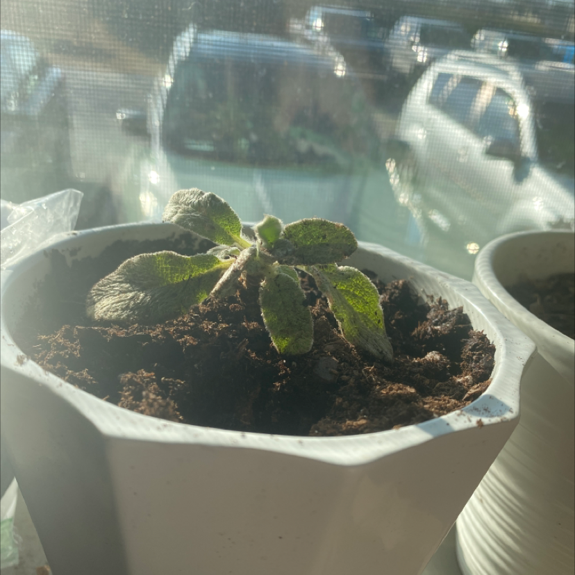 Potted Lamb's Ear plant on a windowsill with wilting leaves.