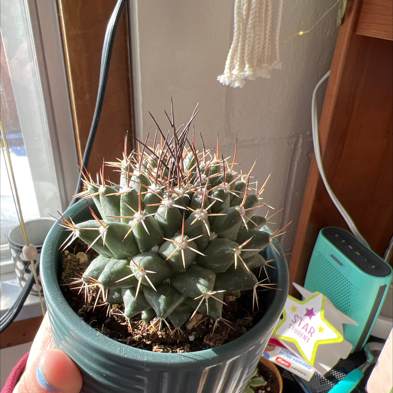 Photo of the plant species Mother of Hundreds by @Kiwib named Zeus on Greg, the plant care app