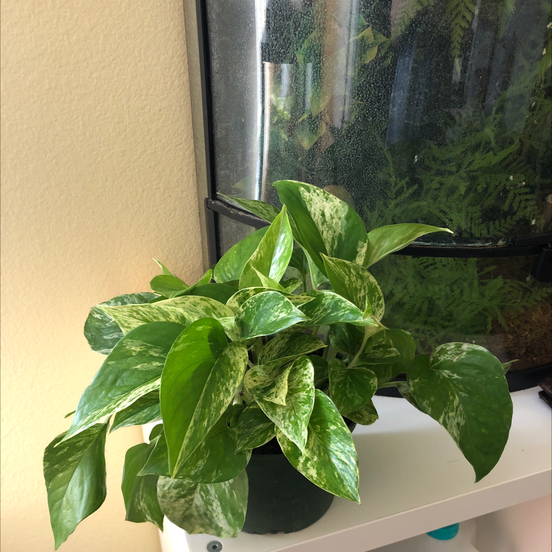Marble Queen Pothos plant with variegated green and white leaves, well-framed and healthy.