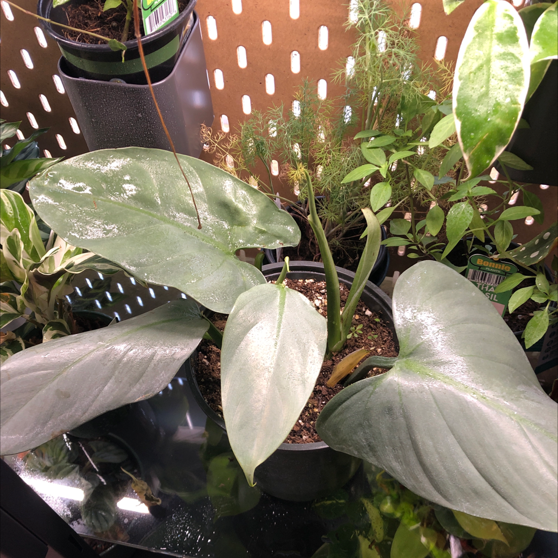 Silver Sword Philodendron with large, healthy leaves in a pot. Soil is visible.