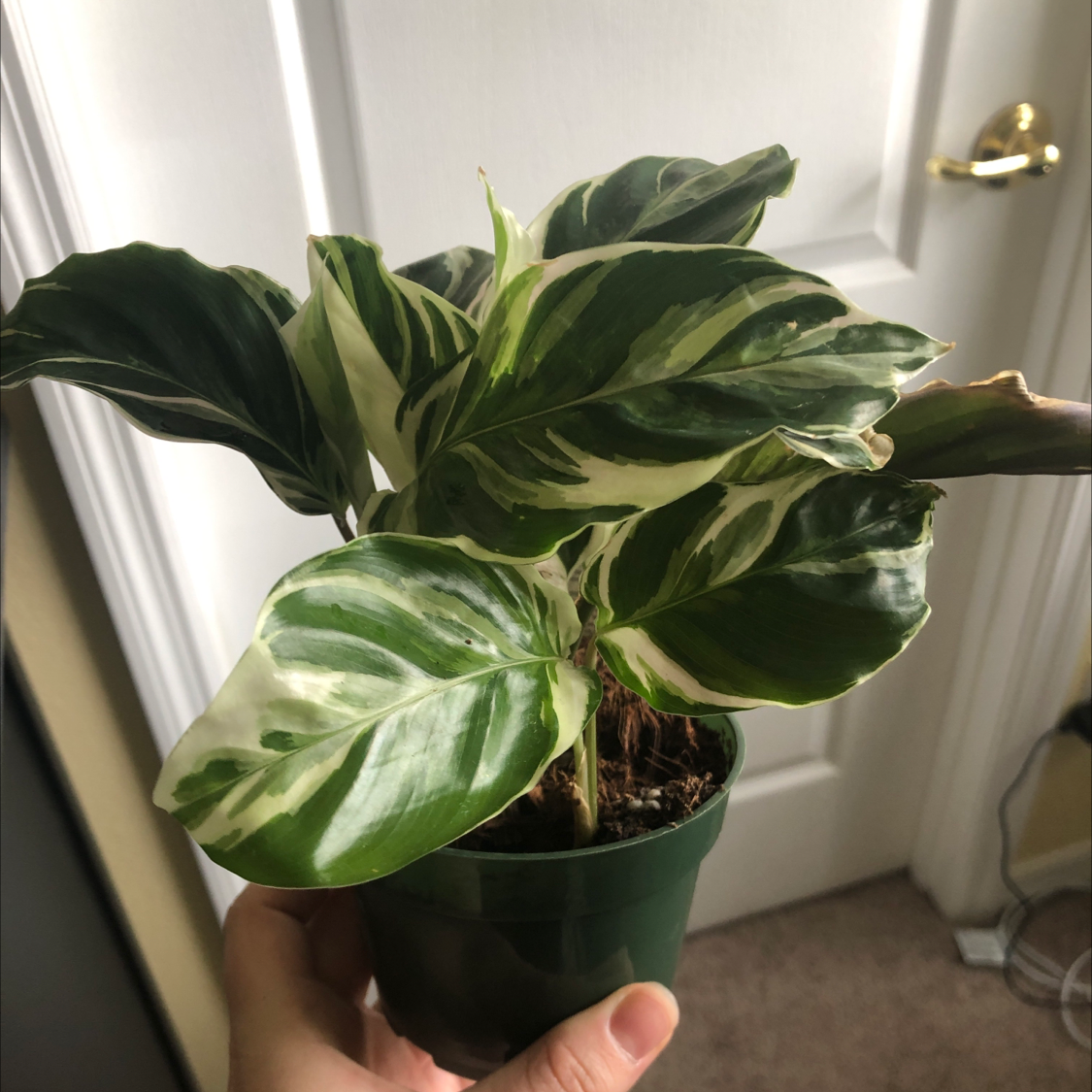 Green Prayer Plant plant photo by Kirsten named fusion on Greg, the plant care app.