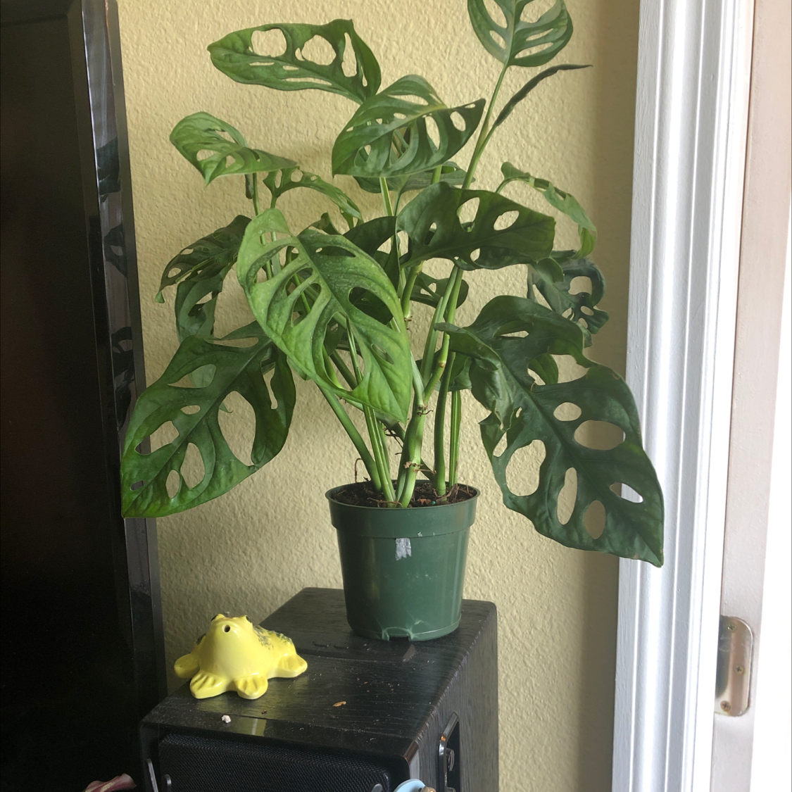 Swiss Cheese Vine (Monstera adansonii) in a pot with characteristic perforated leaves.