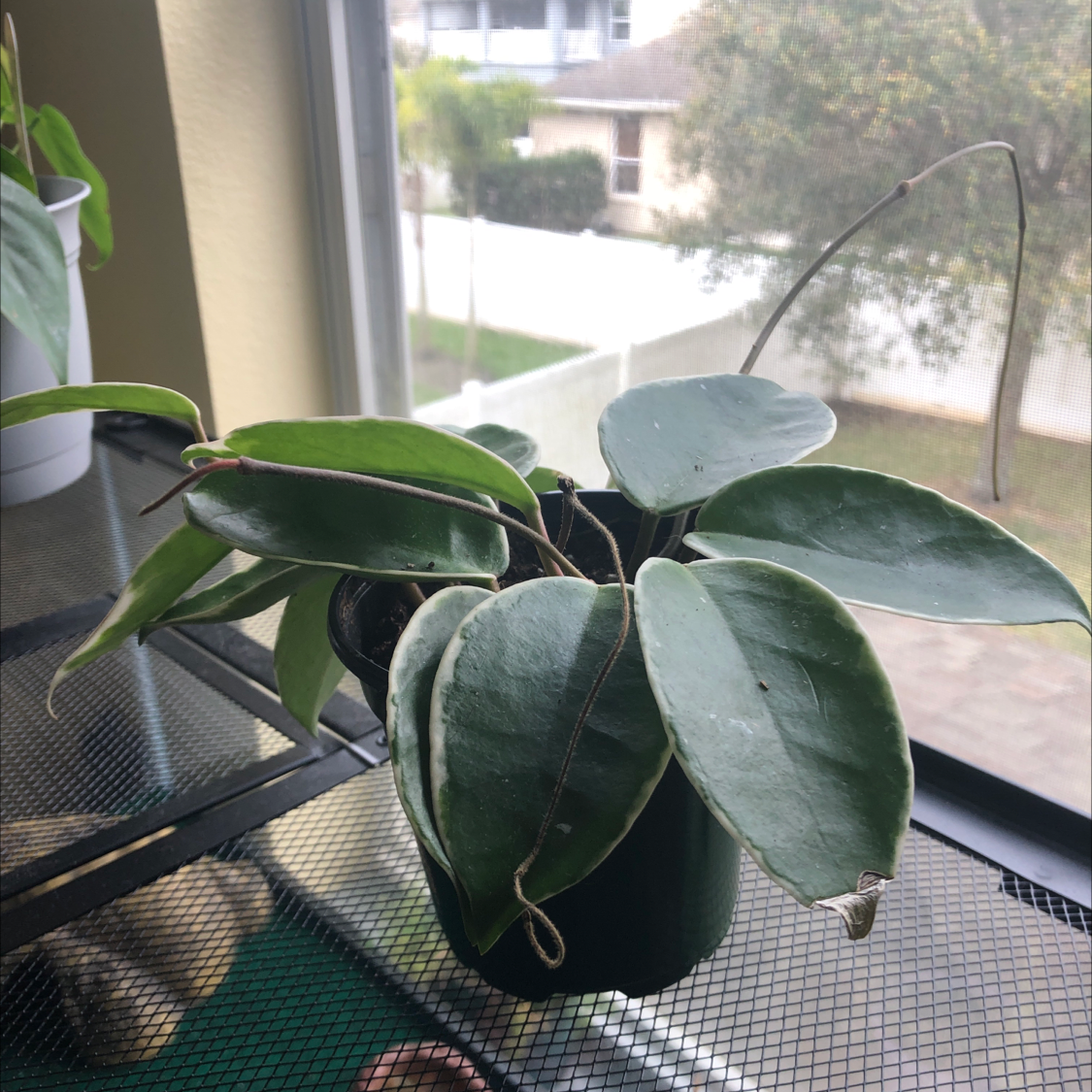 Variegated Hoya carnosa 'Compacta' plant in a pot near a window, healthy leaves.