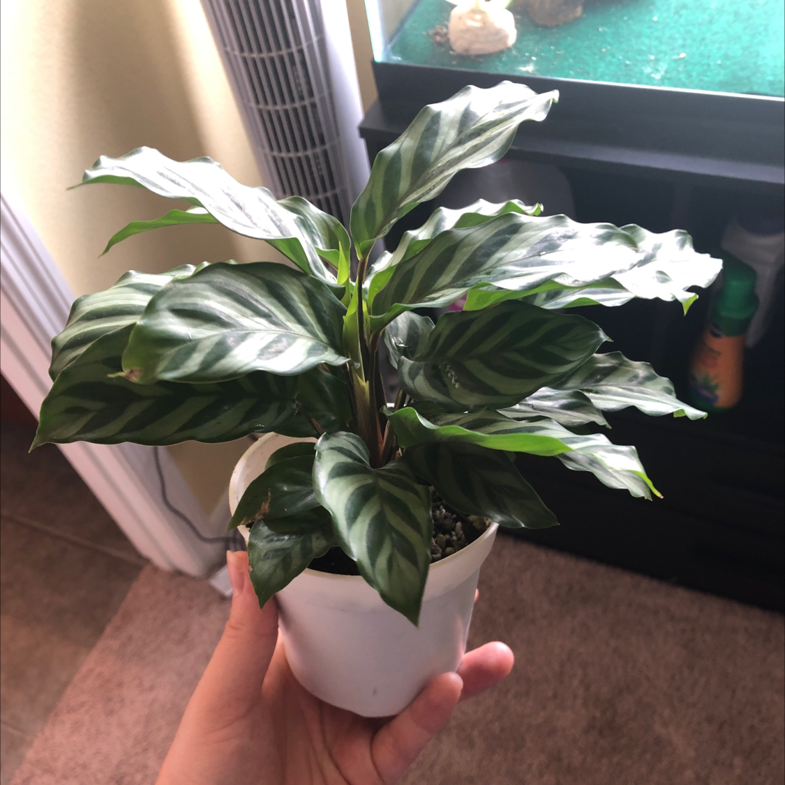 Calathea 'Freddie' plant in a white pot held by a hand, with vibrant green patterned leaves.