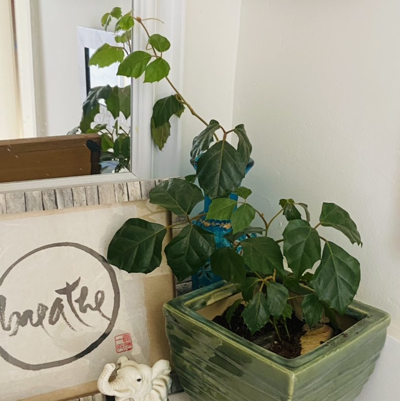 Healthy grape ivy plant with vibrant green leaves growing in a clear glass vase, trailing vines climbing out of the container.