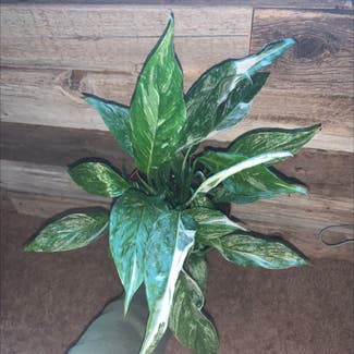 Variegated Peace Lily plant in Somewhere on Earth