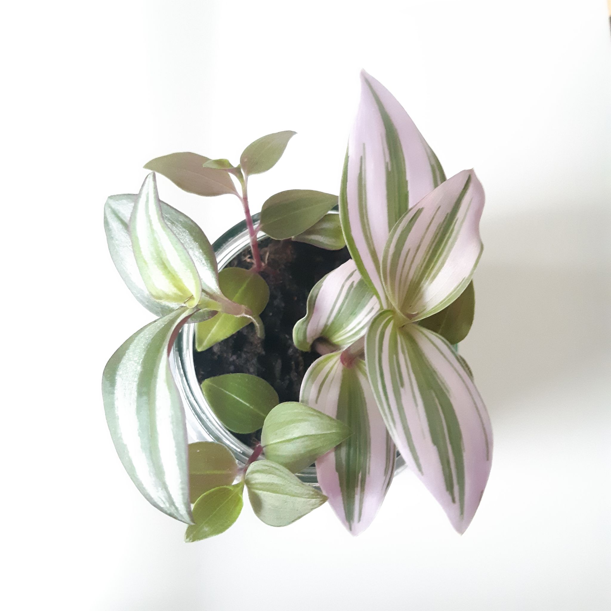 Photo of the plant species Small-Leaf Spiderwort by @angelique named Tradescantia Mix on Greg, the plant care app