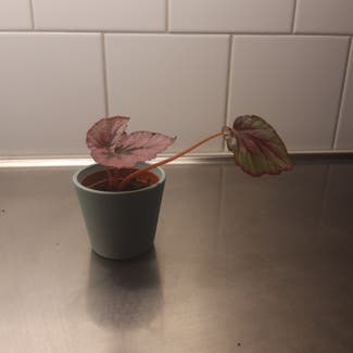 Rex Begonia plant in Stockholm, Stockholms län