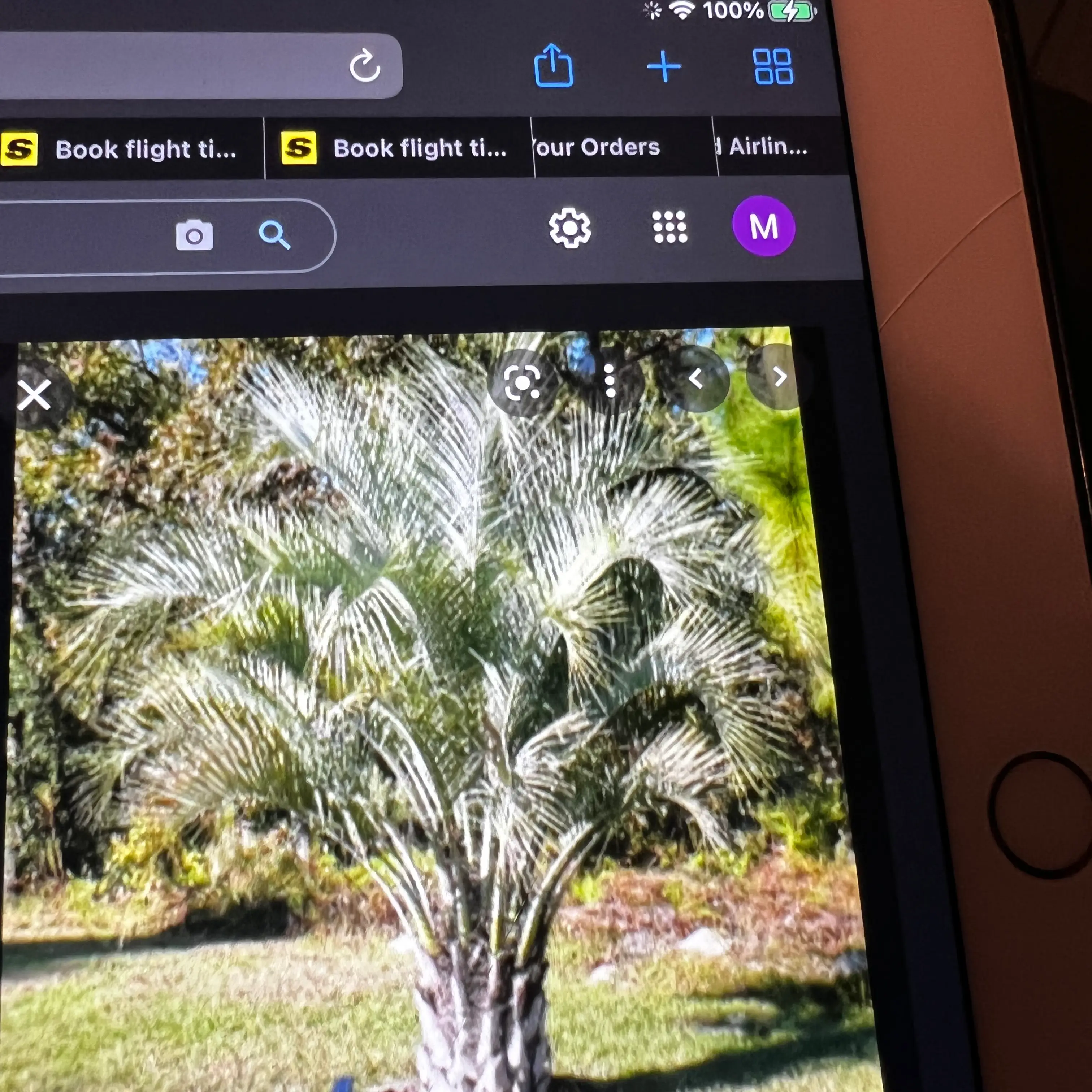 Photo of the plant species Jelly palm by @FullRedmint named Your plant on Greg, the plant care app