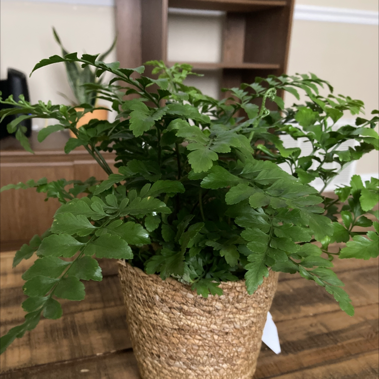 Hen and Chicken Fern in a woven pot on a wooden surface, appearing healthy and vibrant.