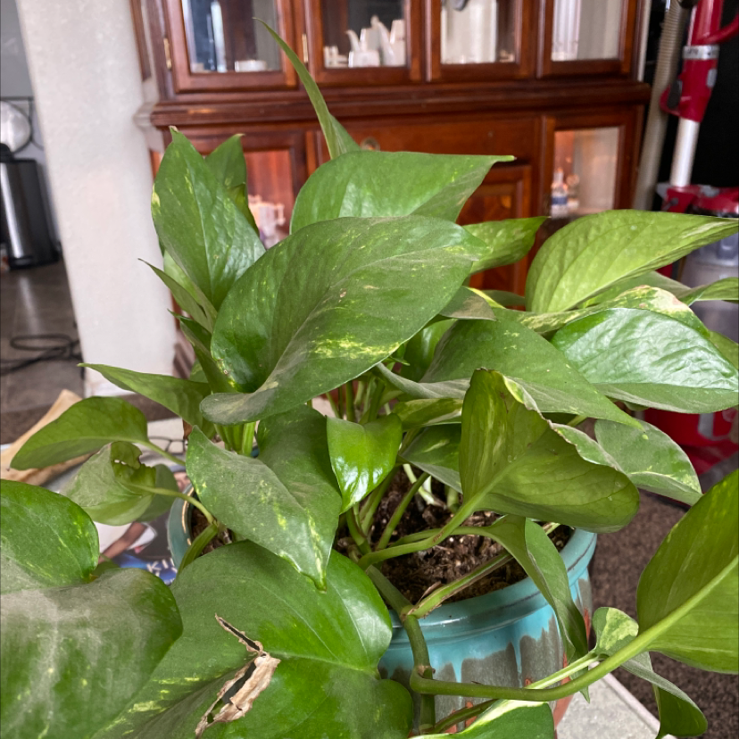 Ivy Arum plant photo by @HolliHargraves named Winston on Greg, the plant care app.