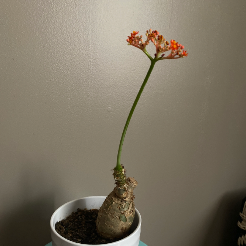 Buddha Belly Plant in a white pot with a swollen stem and orange flowers.