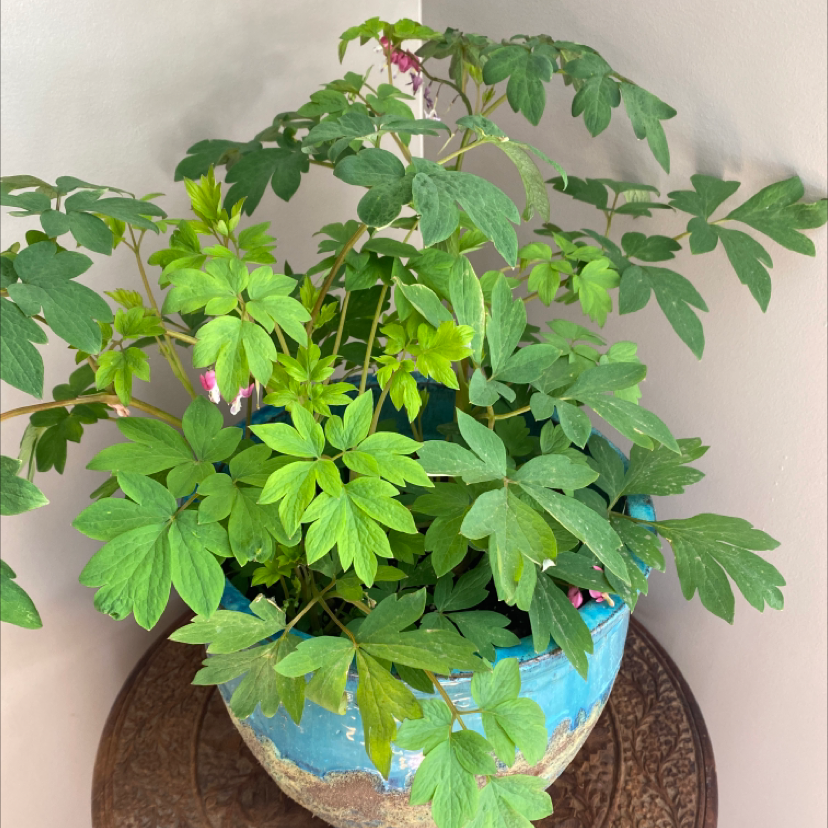 Potted Asian Bleeding-Heart plant with green leaves and visible flowers.