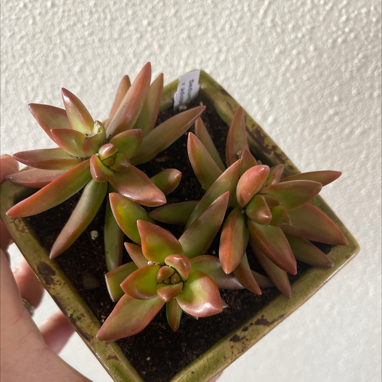 Sedum adolphi 'Sunset' plant in a small pot with vibrant colors and visible soil.