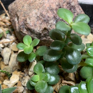 Jade plant in Britton, South Dakota