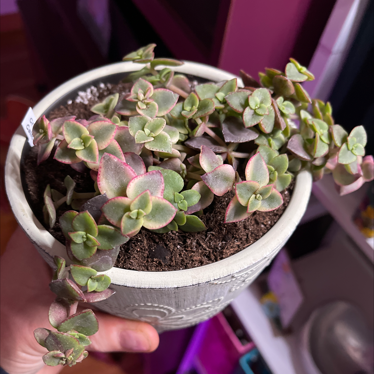 Photo of the plant species Crassula Pellucida by @halandreth named Calico on Greg, the plant care app