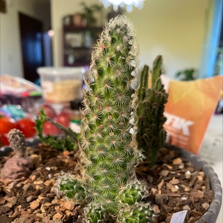 Lady Finger Cactus plant in Britton, South Dakota