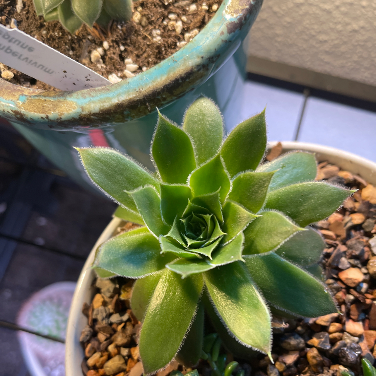 Photo of the plant species Sempervivum 'Inferno' by @halandreth named Inferno on Greg, the plant care app