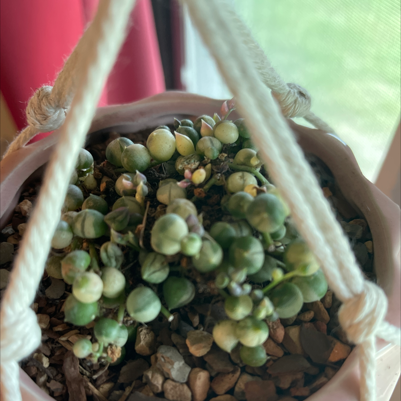 Variegated String of Pearls plant in a hanging pot with some yellowing and browning leaves.