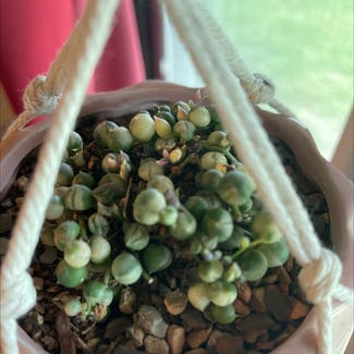 Variegated String of Pearls plant in Britton, South Dakota