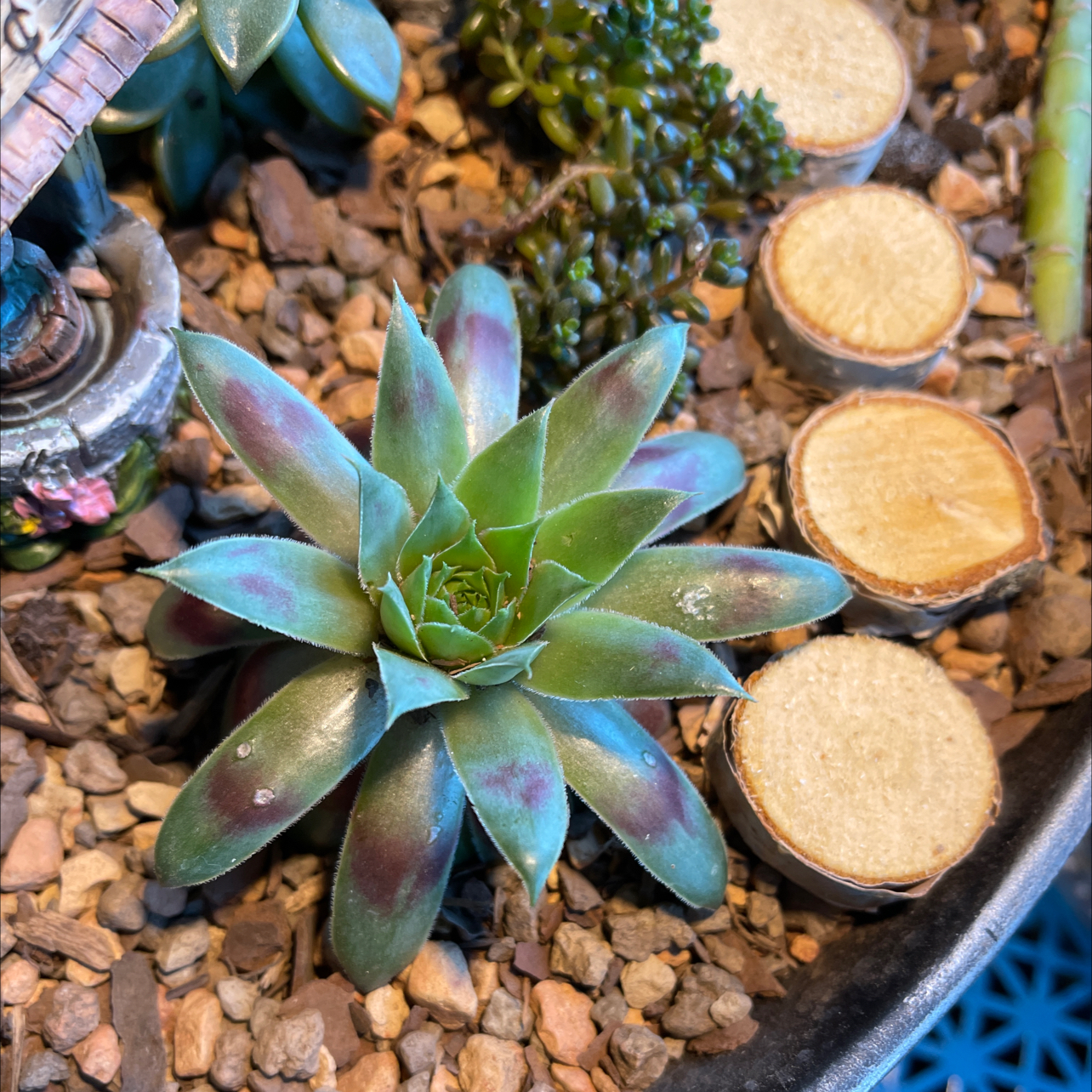 Photo of the plant species Sempervivum 'Jungle Fires' by @halandreth named Jungle fires on Greg, the plant care app
