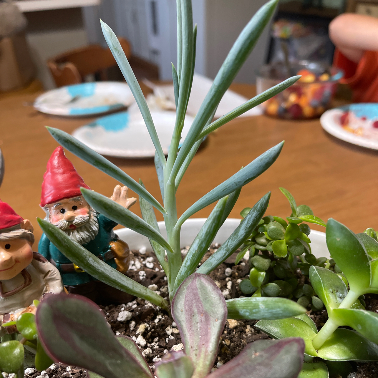Blue Chalksticks plant in a pot with other succulents and garden gnome decorations.