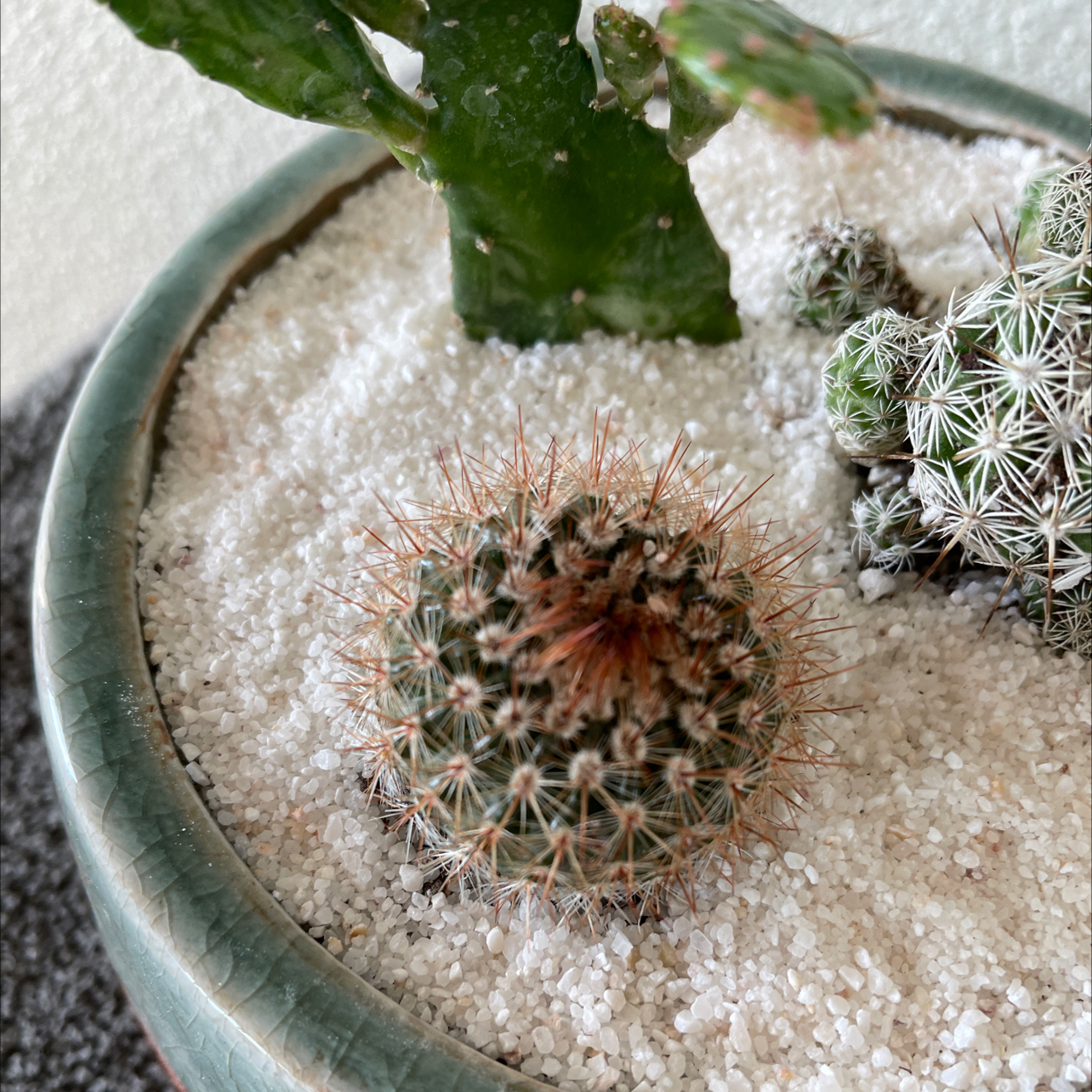 Parodia x erubescens cactus in a pot with sandy soil, another plant in the background.