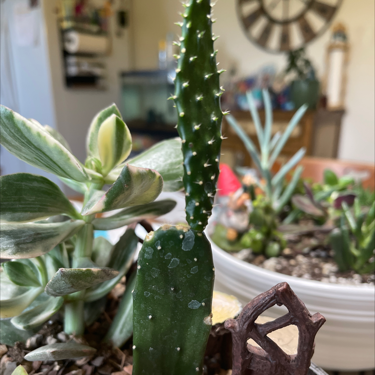Brazilian Pricklypear plant with healthy green color and visible spines, well-framed and in focus.