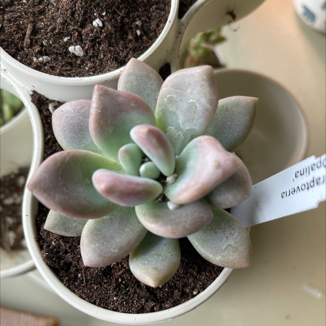 Graptoveria 'Opalina' succulent in a small pot with visible soil.