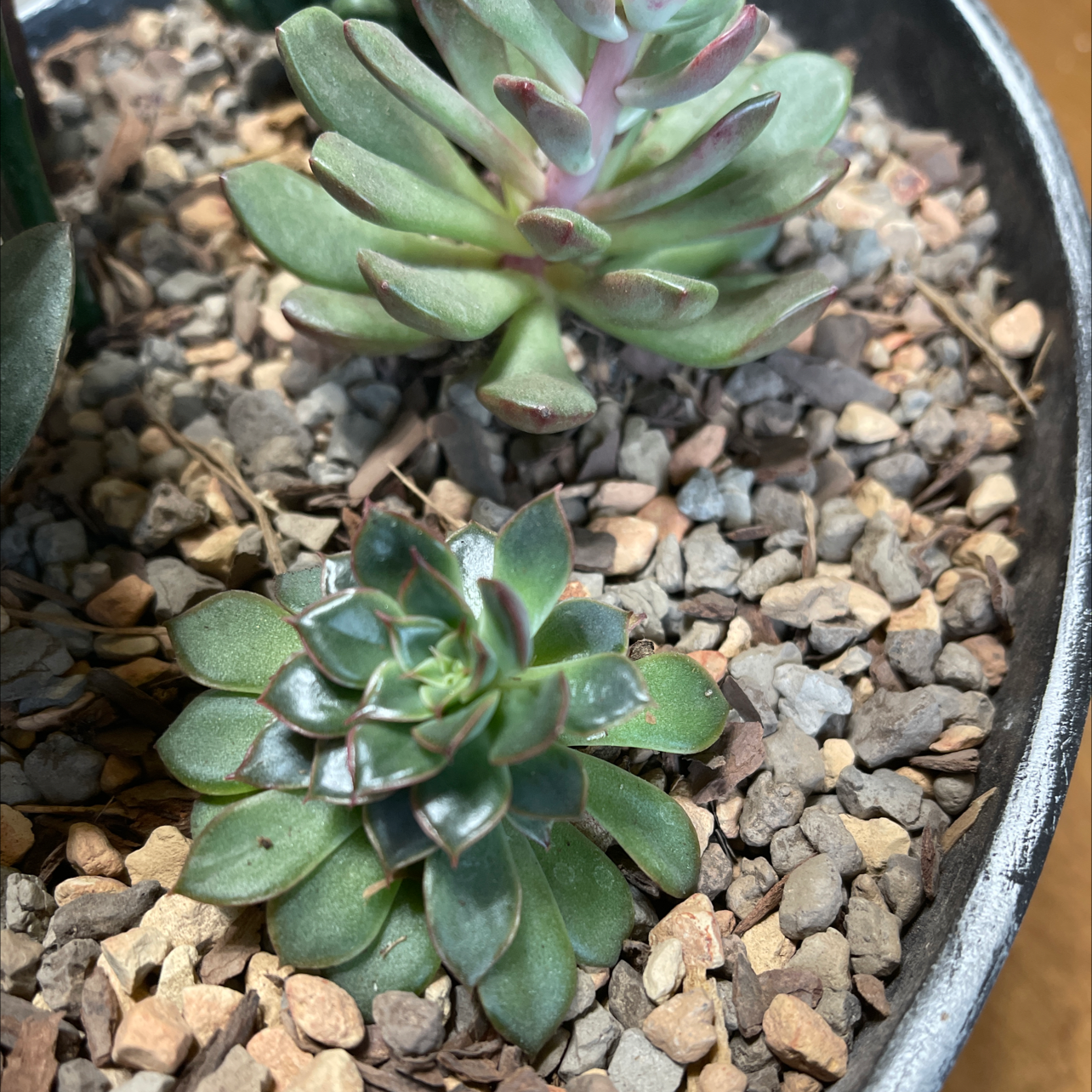 Two Painted Echeveria plants in a pot with rocky soil, appearing healthy.