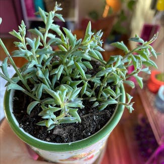 String of Dolphins plant in Britton, South Dakota