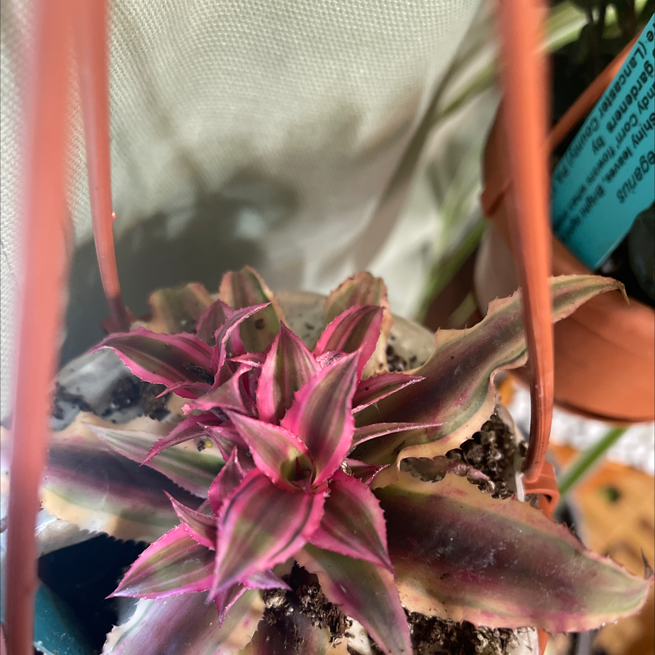 Earth Stars plant with pink and green leaves in a pot with visible soil.